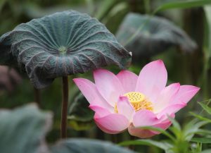 Can You Lotus365 App Download: Step-by-Step Guide for India (2027)